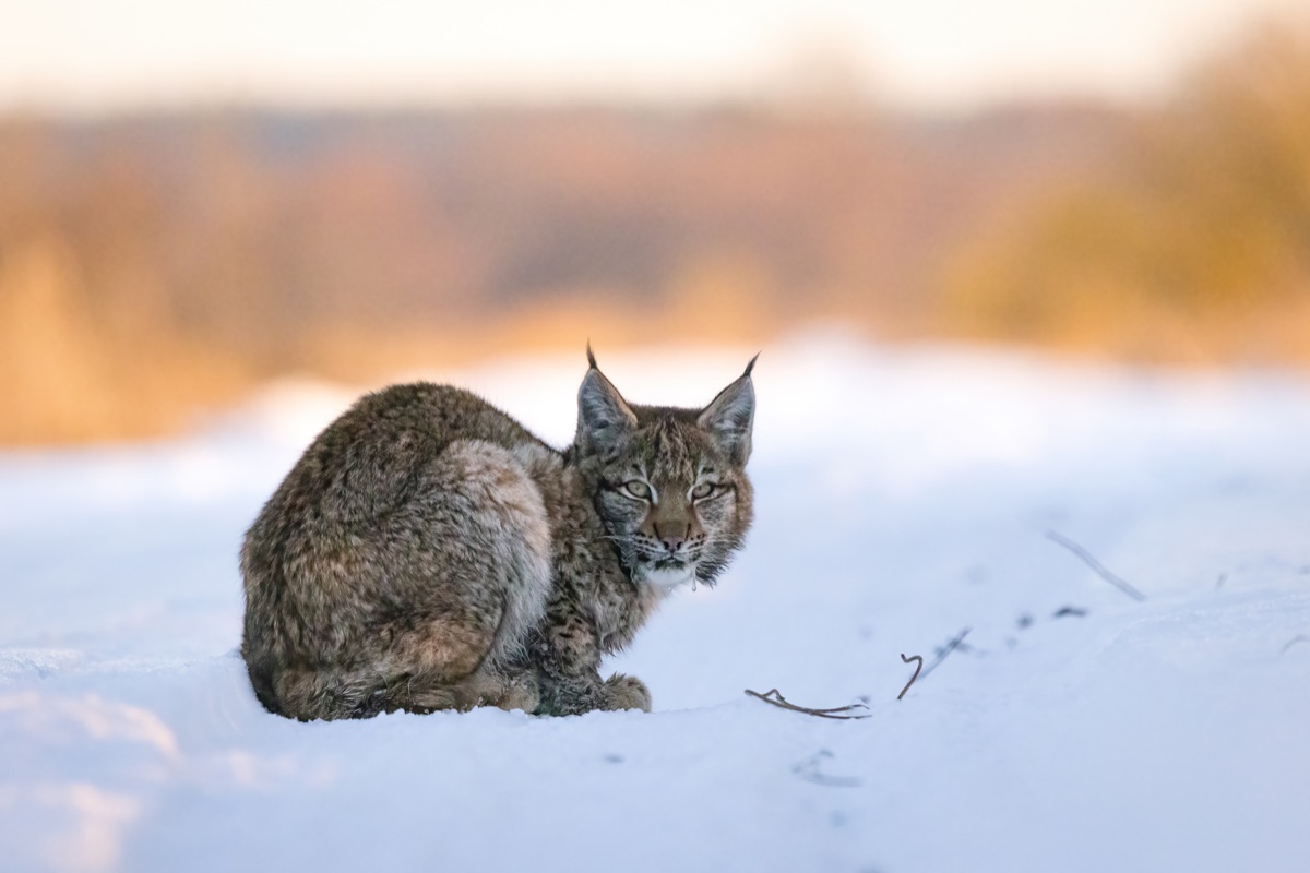 Lynx resting in a natural setting.